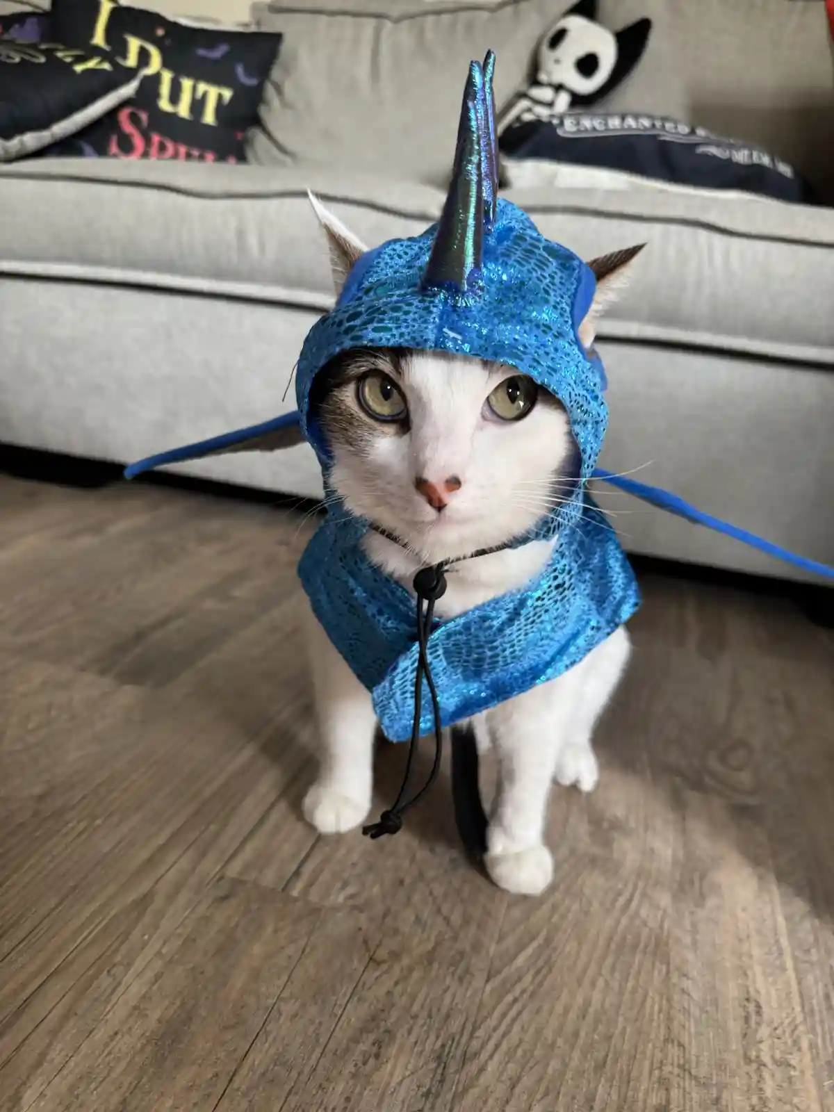 A white and gray cat sits on a wooden floor wearing a blue sequined costume with a unicorn horn and dragon wings, looking…