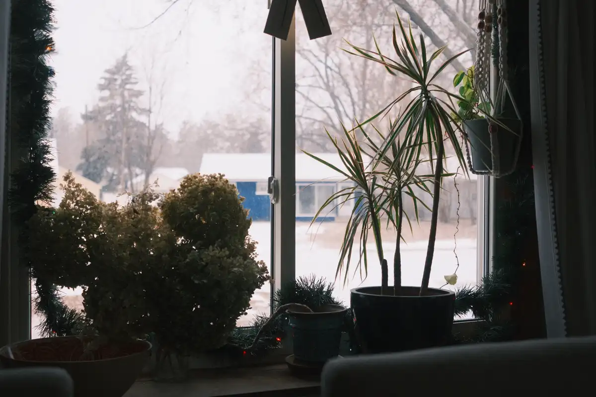 A cozy indoor window scene with potted plants, Christmas garland, and twinkling lights, looking out onto a snowy landscape…