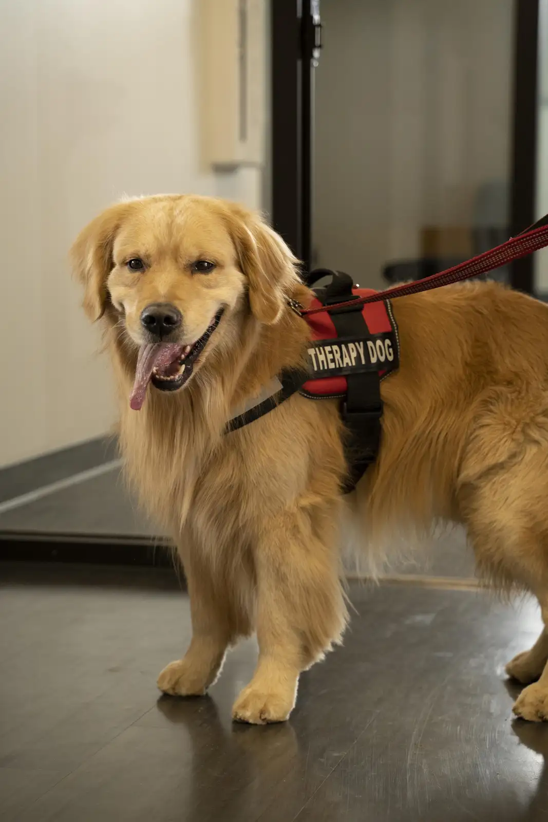 Rumble: The Therapy Dog to the Rescue