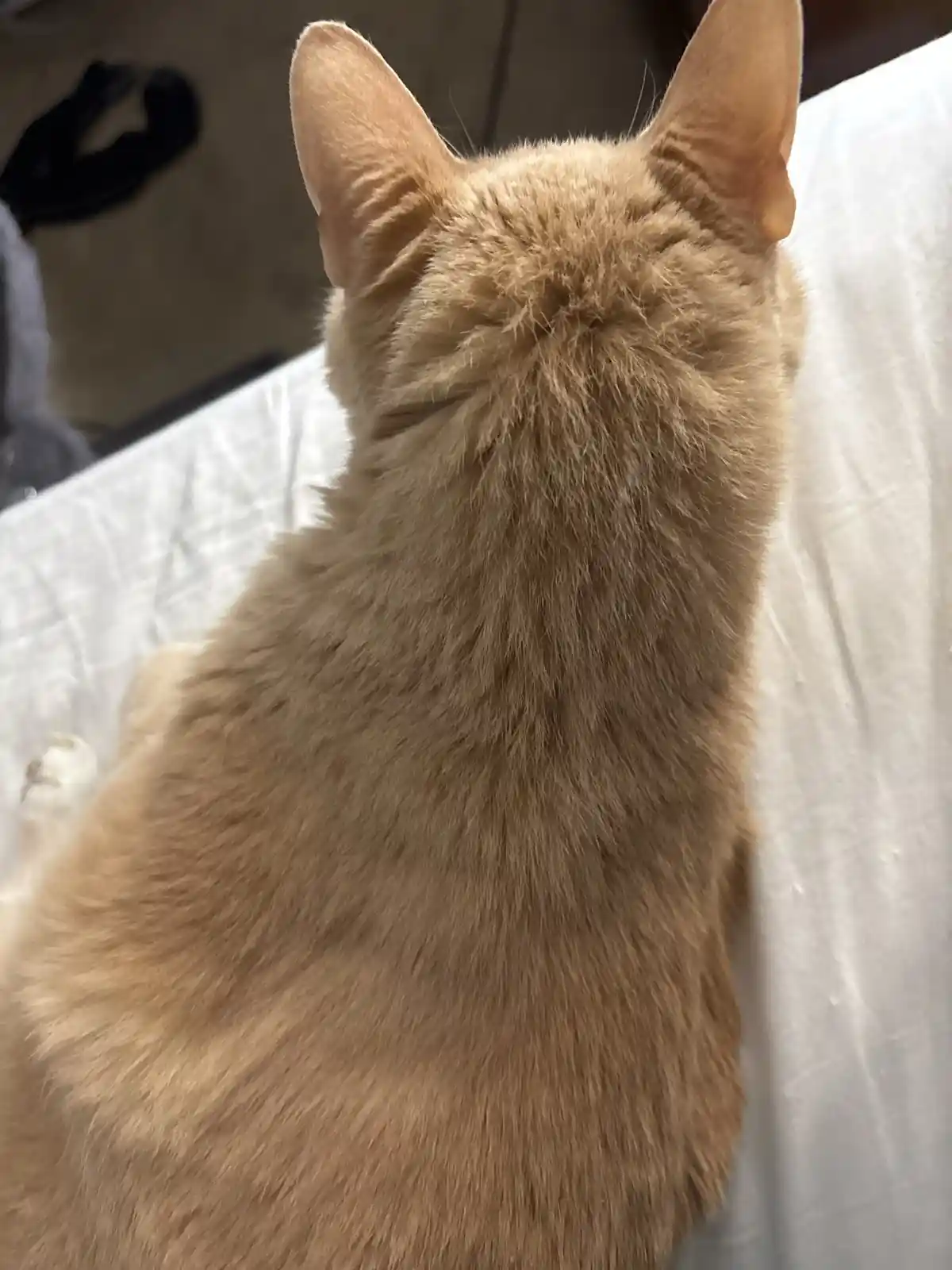 A close-up photo shows the back of a ginger cat sitting on a white surface, its fur visible and ears perked up. The cat is…