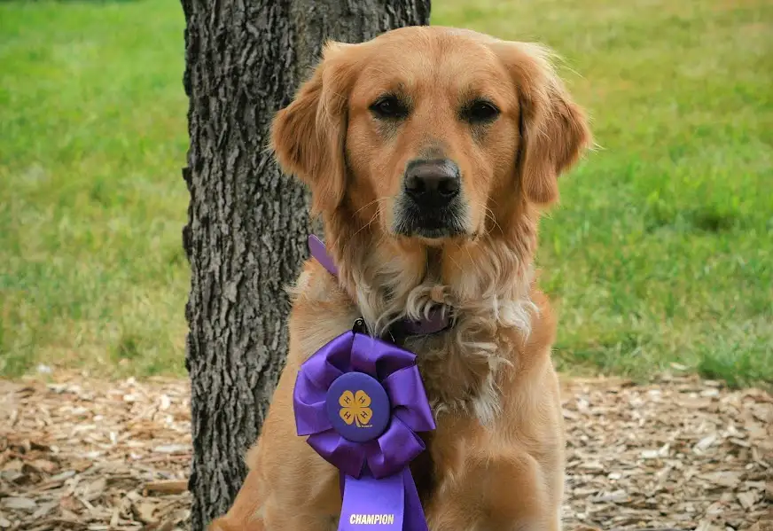 A golden retriever sits calmly beside a tree in a grassy area, wearing a large purple ribbon with a four-leaf clover emblem…