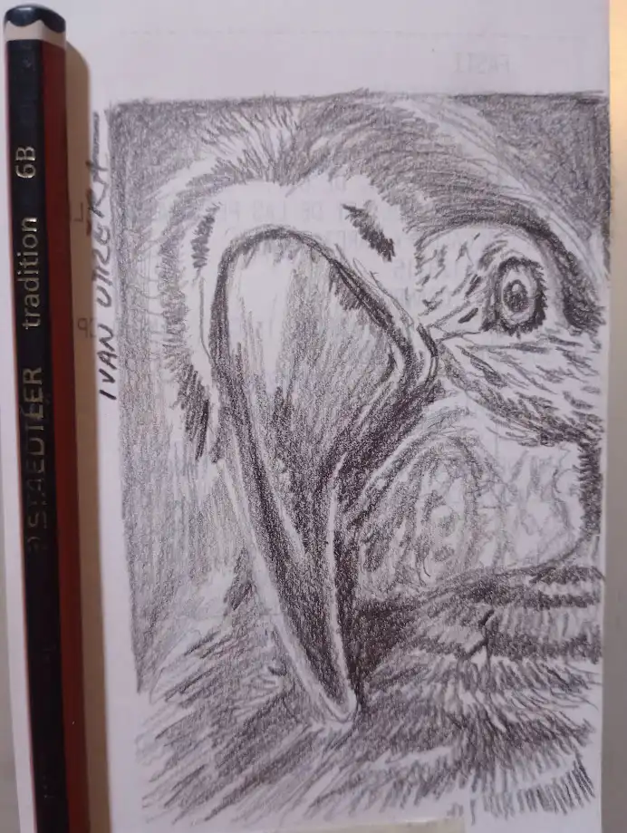 A pencil sketch of a bird's head, showing a large beak and wide eye, with a pencil labeled 'STAEDTLER tradition 6B' next to…