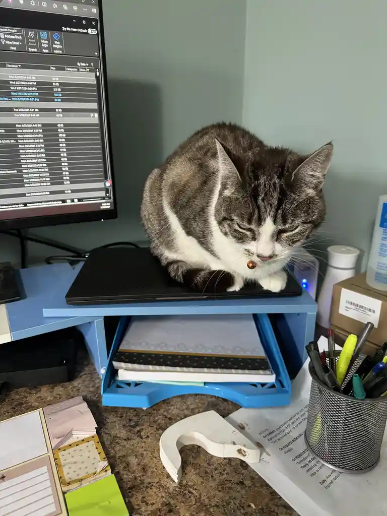 A gray and white tabby cat with a bell collar is curled up and sleeping on a closed black laptop, which sits on a blue desk…