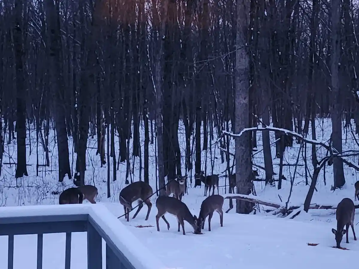 A snowy outdoor scene shows multiple deer gathered on a snow-covered deck and surrounding ground, eating from scattered…