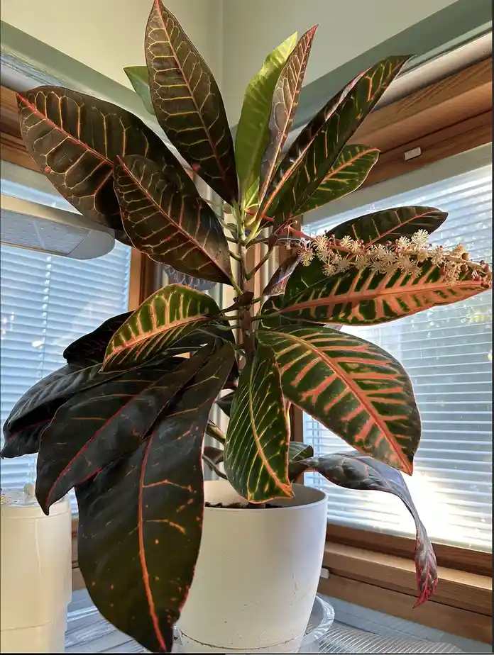 A potted croton plant with large, variegated leaves featuring dark green, red, and yellow patterns sits on a windowsill. The…
