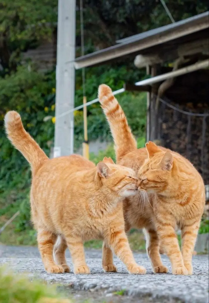 Two ginger tabby cats stand facing each other on a gravel path, gently touching noses in a kiss-like gesture while both have…