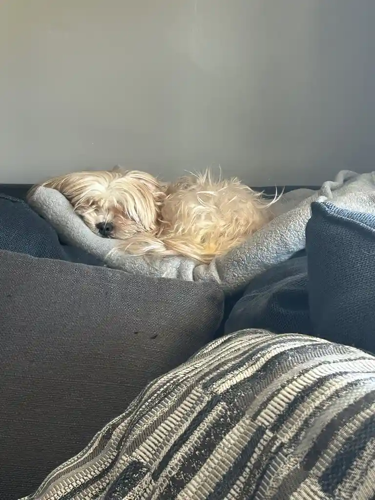 A small, fluffy, light-brown dog is curled up and sleeping soundly inside a gray fleece dog bed that's nestled among dark…