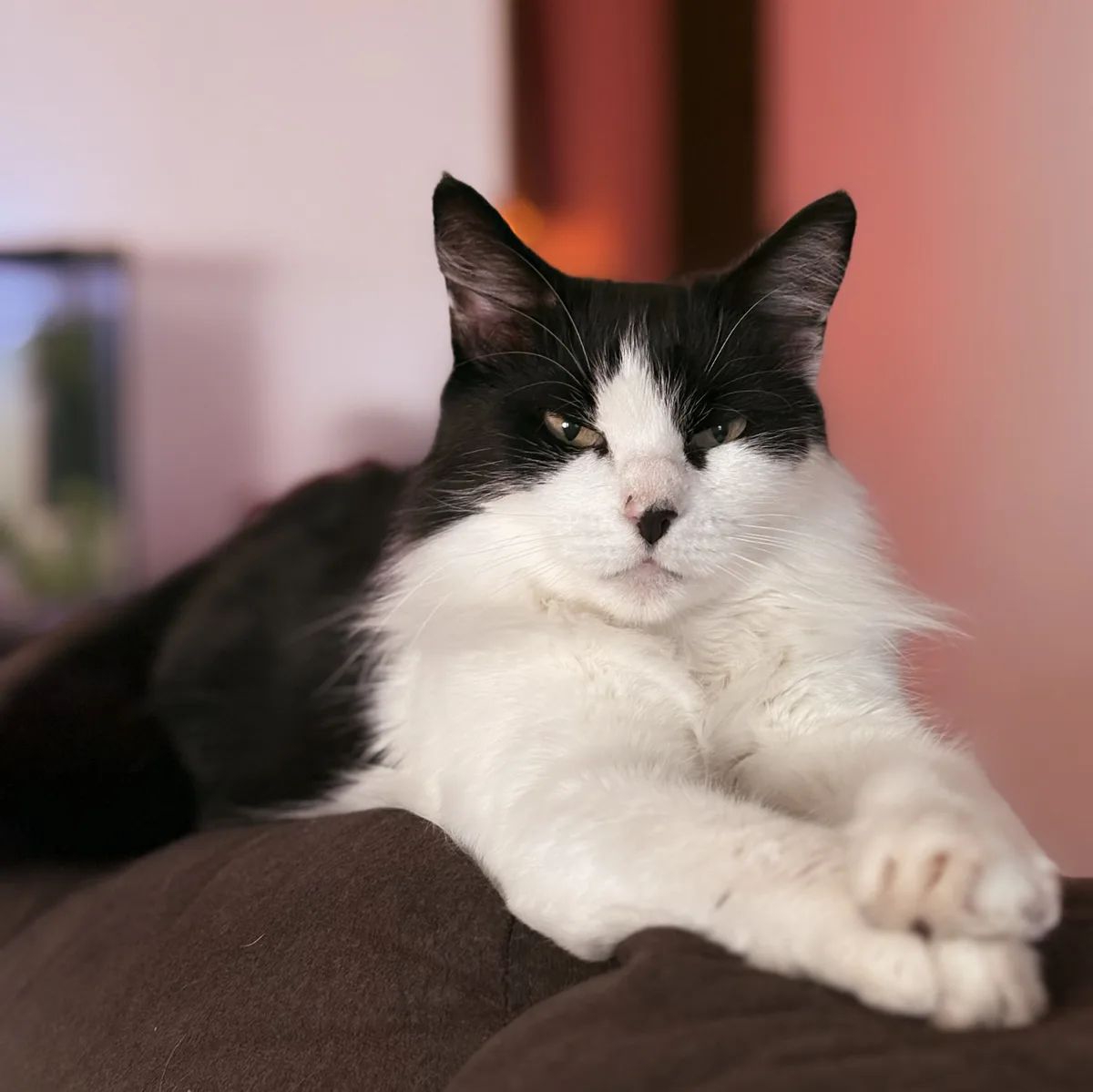 A black and white cat with a stern, unimpressed expression lies sprawled on a brown couch, its front paws crossed. The…