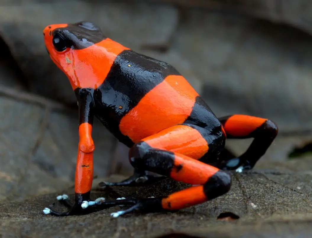 A close-up photo of a small frog with bright orange and black stripes, sitting on a leafy surface. The frog has glossy skin…