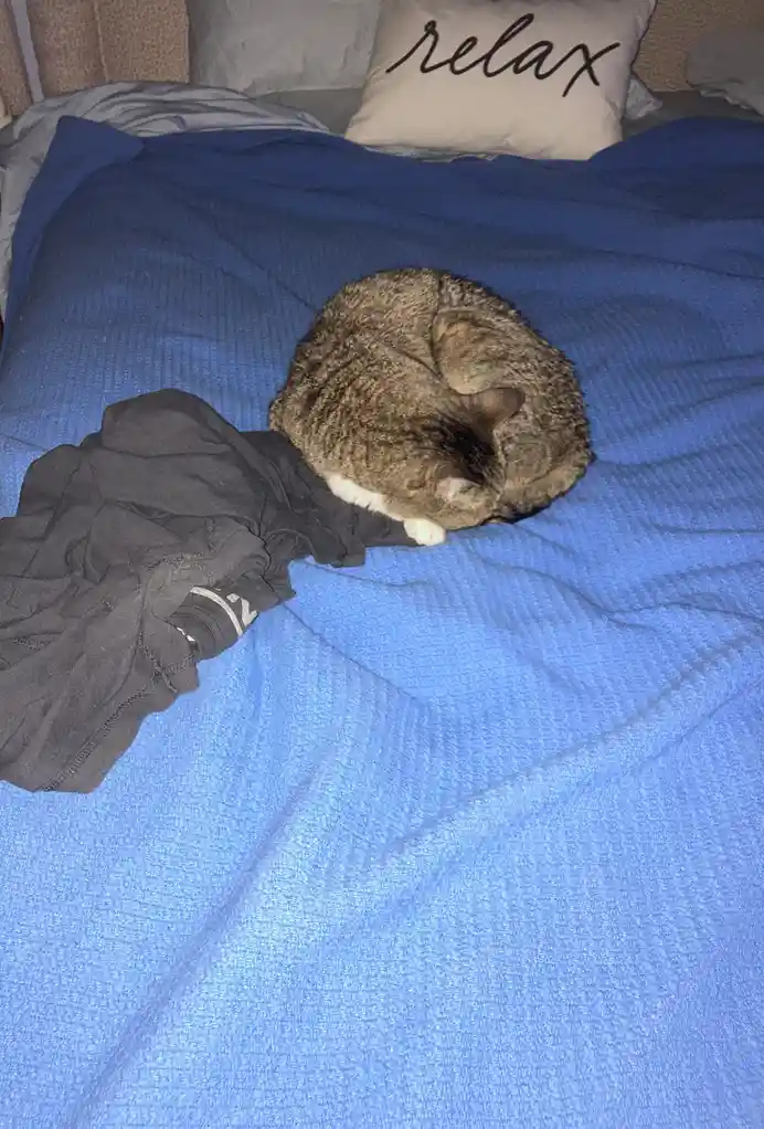 A tabby cat is curled up and sleeping on a blue bedspread next to a pile of dark clothing. Behind the cat, a white pillow…