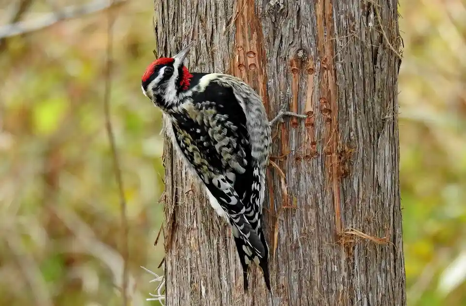 A woodpecker with a red crown, black and white speckled feathers, and a long beak is clinging to the side of a tree trunk…
