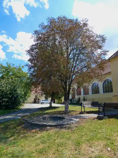 An outdoor photo shows a large tree with brownish-green leaves in a grassy courtyard next to a yellow building with arched…