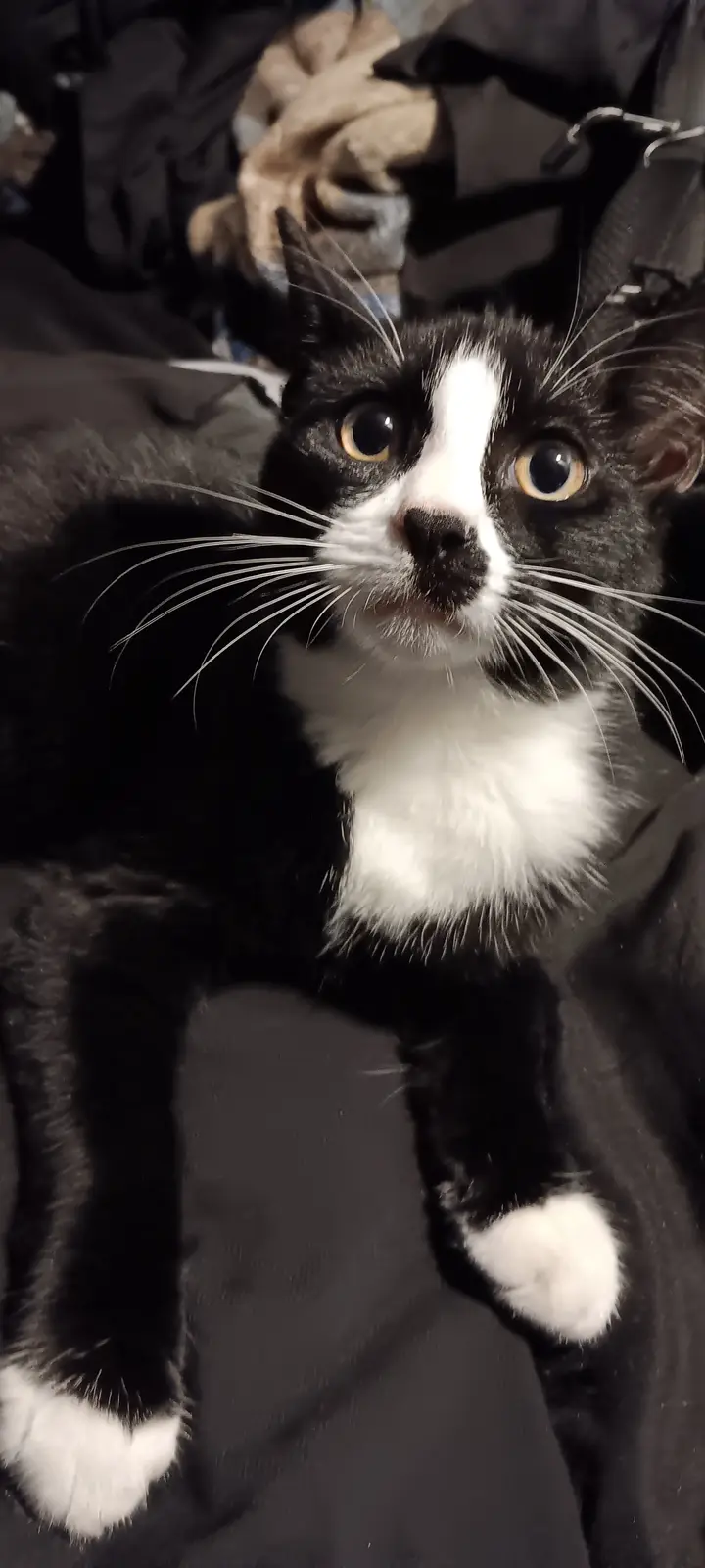 A black and white cat with wide, startled eyes and white paws looks directly at the camera from a pile of dark clothes. The…