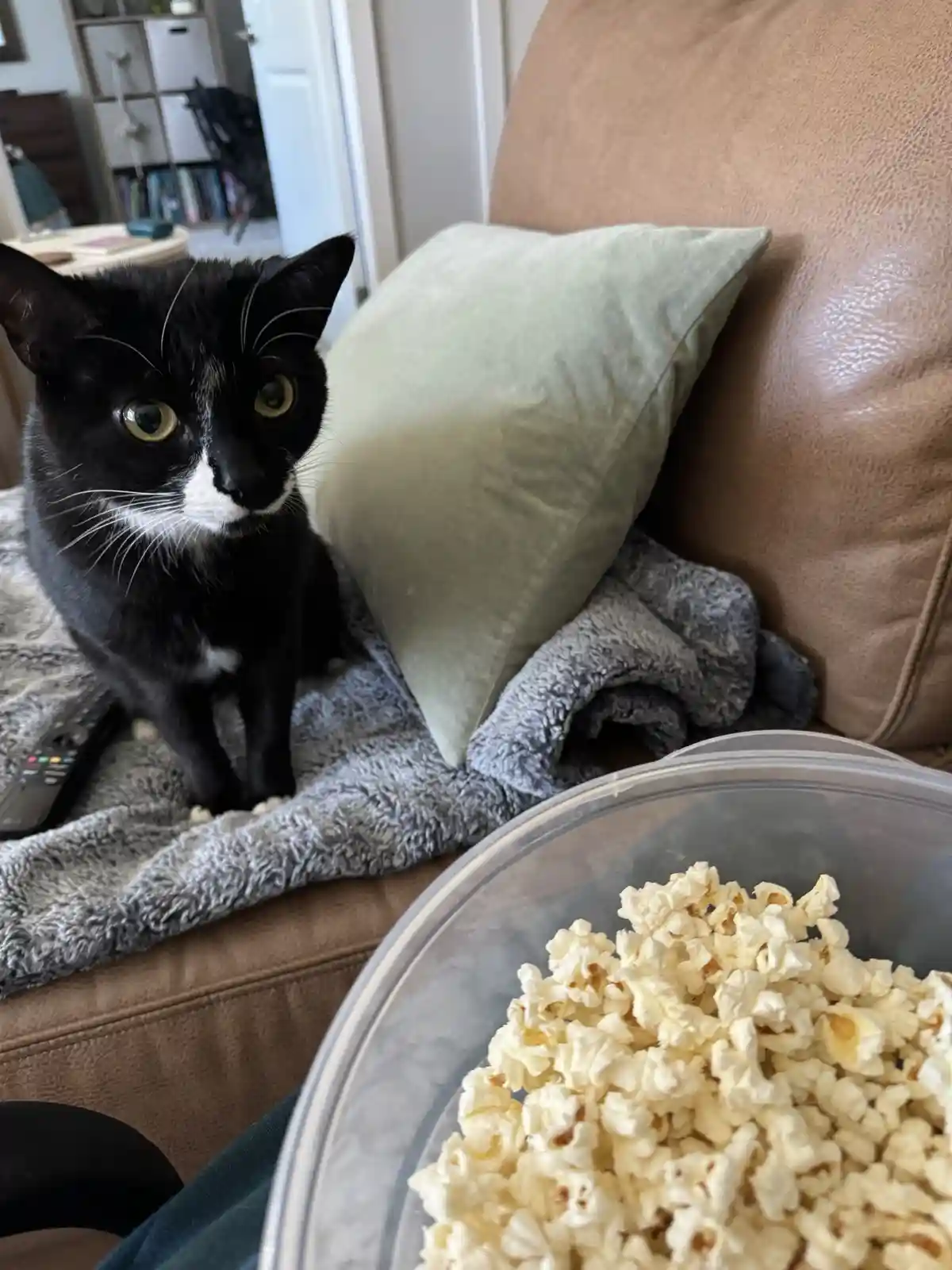 A black and white cat with wide, pleading eyes sits on a gray blanket on a brown couch, looking directly at the camera. In…