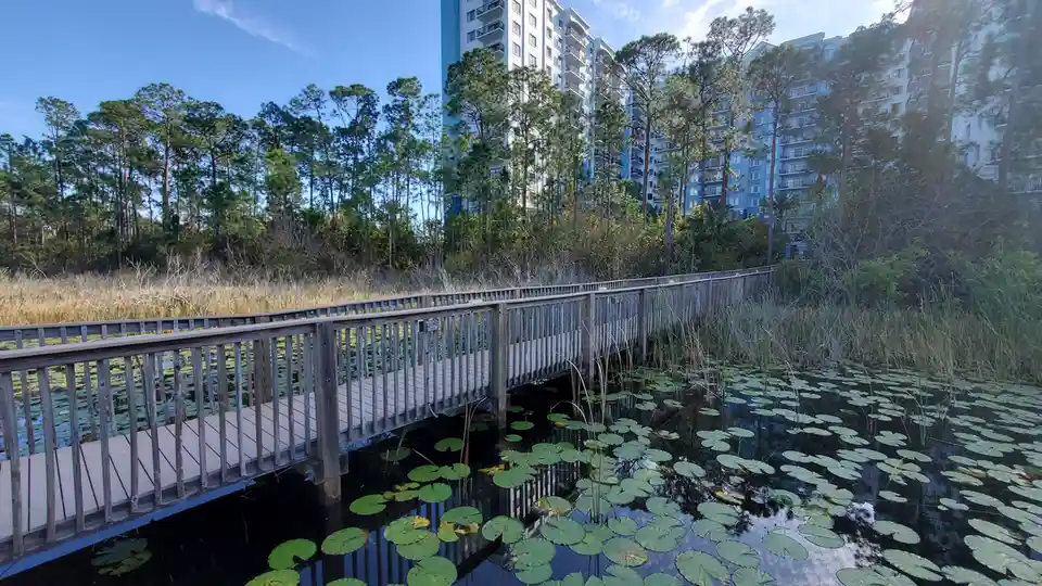 A wooden boardwalk crosses a pond filled with lily pads, surrounded by tall pine trees and tall grasses under a clear blue…