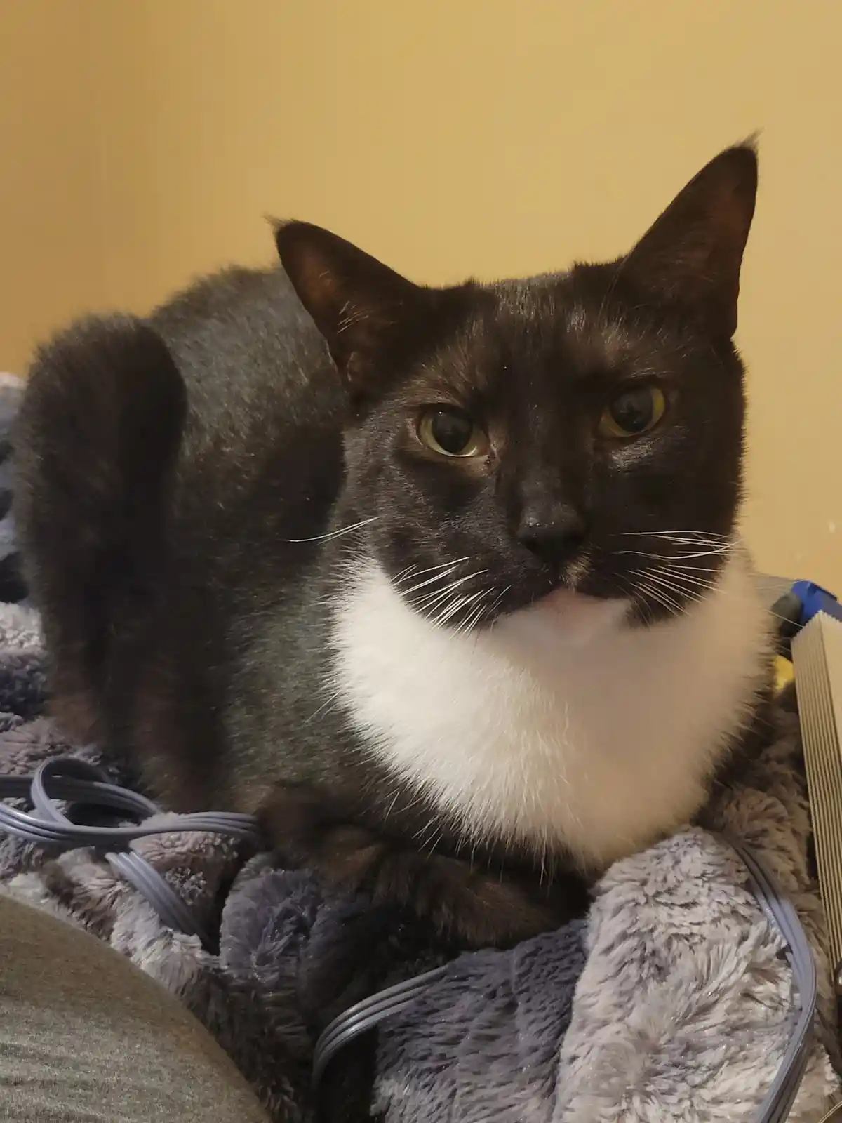 A dark-furred cat with a white chest and yellow eyes sits calmly on a gray fluffy blanket, surrounded by gray cables. The…
