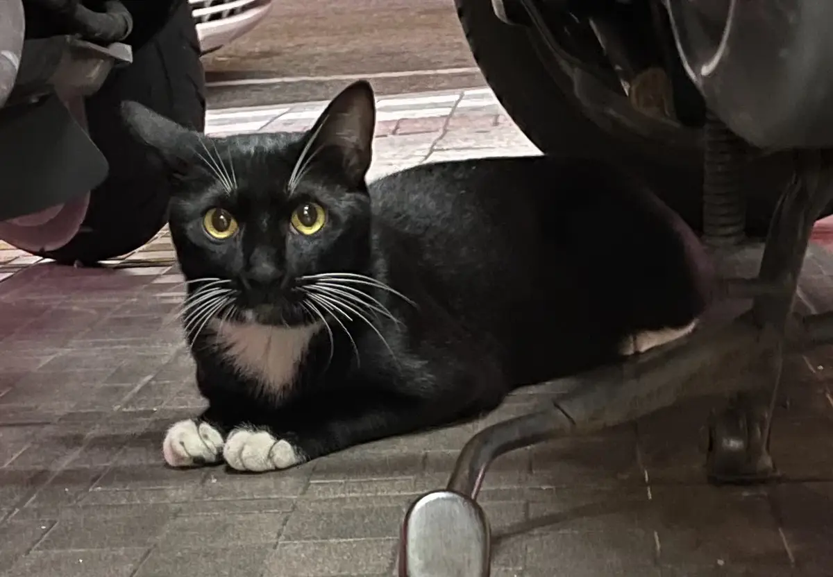 A black cat with bright yellow eyes and white paws and chest sits on a tiled pavement under a scooter, looking directly at…