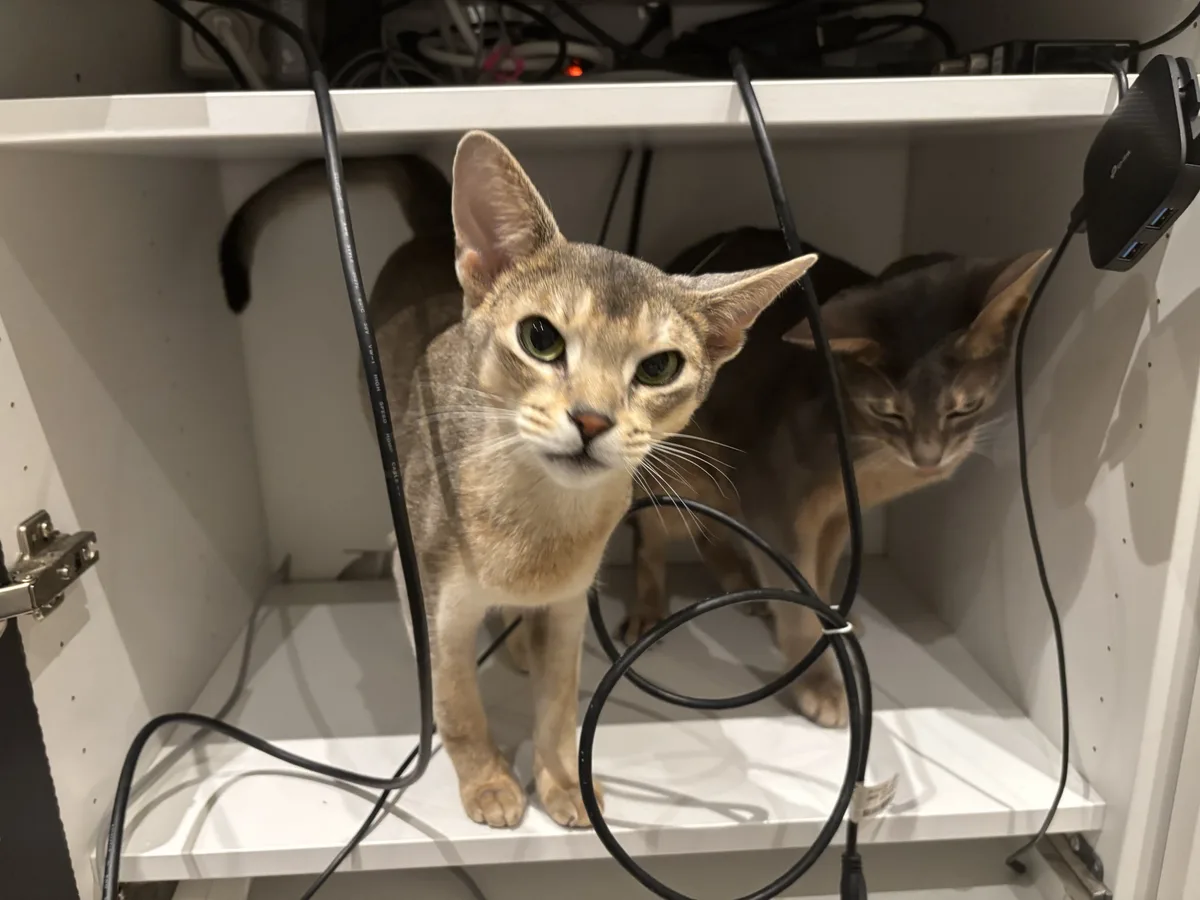 Two cats are visible inside a white cabinet filled with black cables and electronics. The cat in the foreground, with large…