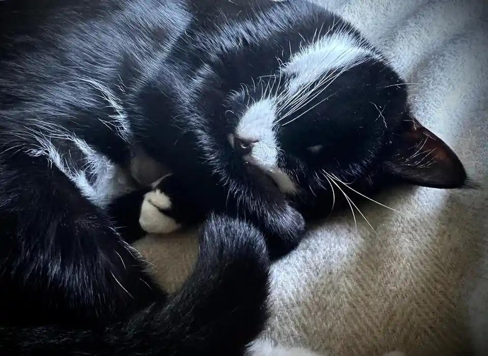 A black and white cat is curled up sleeping on a light-colored blanket, its eyes closed and one paw tucked near its face…