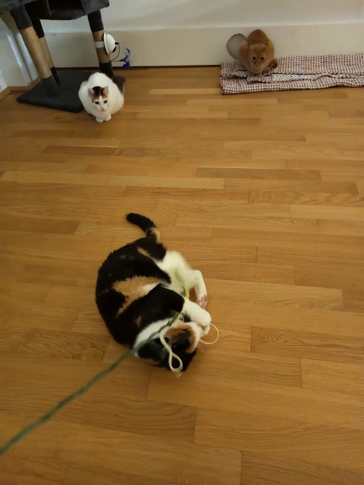 A calico cat is lying on a wooden floor, energetically playing with a green string toy. In the background, two other…