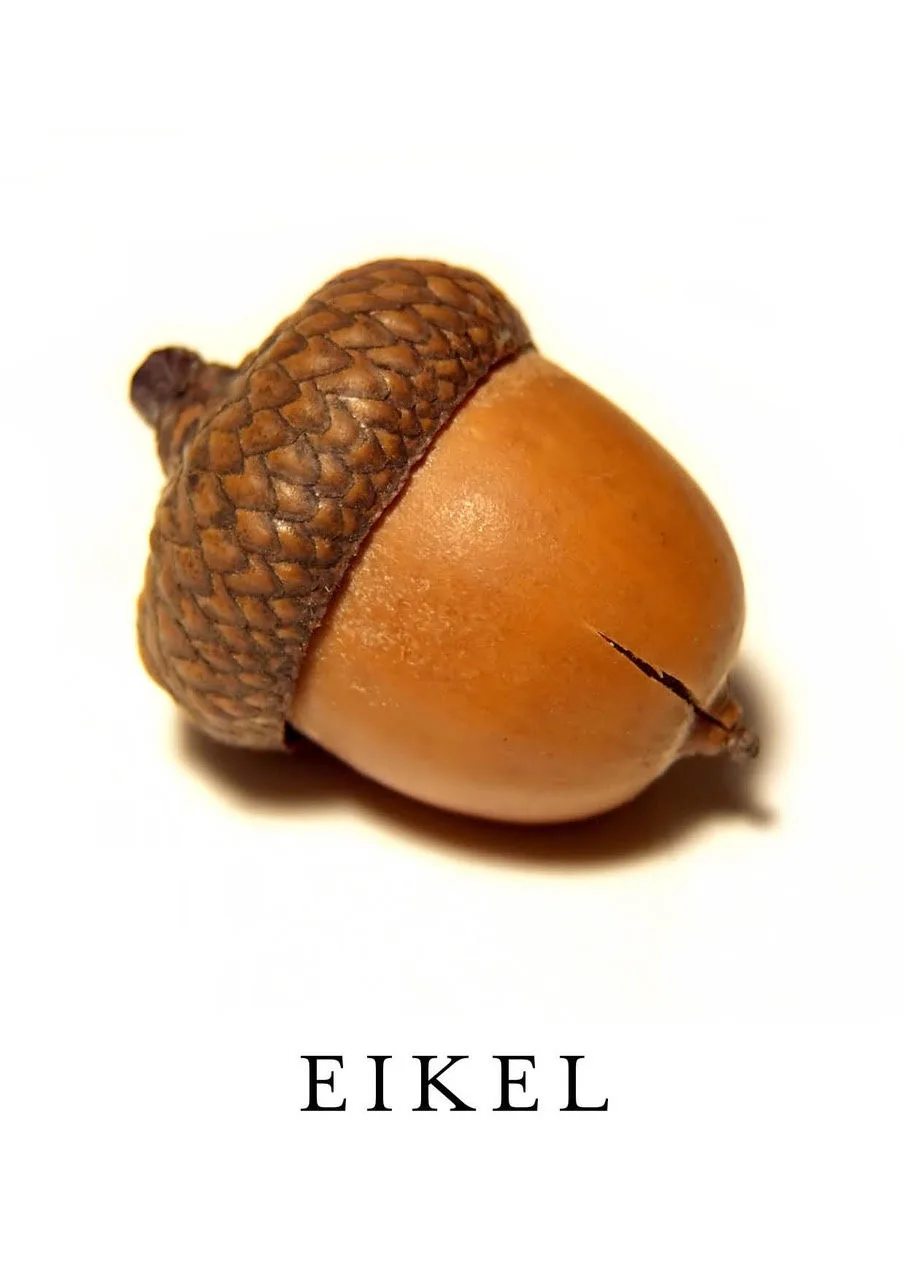 A close-up photograph of a single acorn on a plain white background, with the word 'EIKEL' in bold black text centered below…