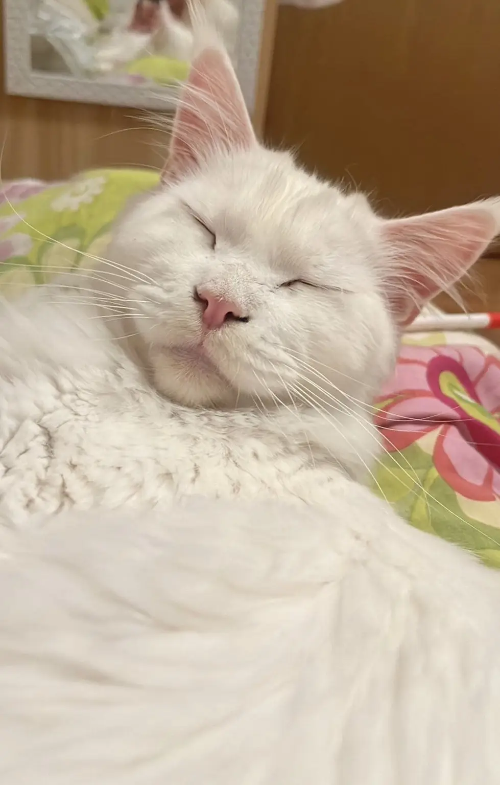 A fluffy white cat with pink inner ears is sleeping peacefully with its eyes closed, nestled on a colorful floral blanket…