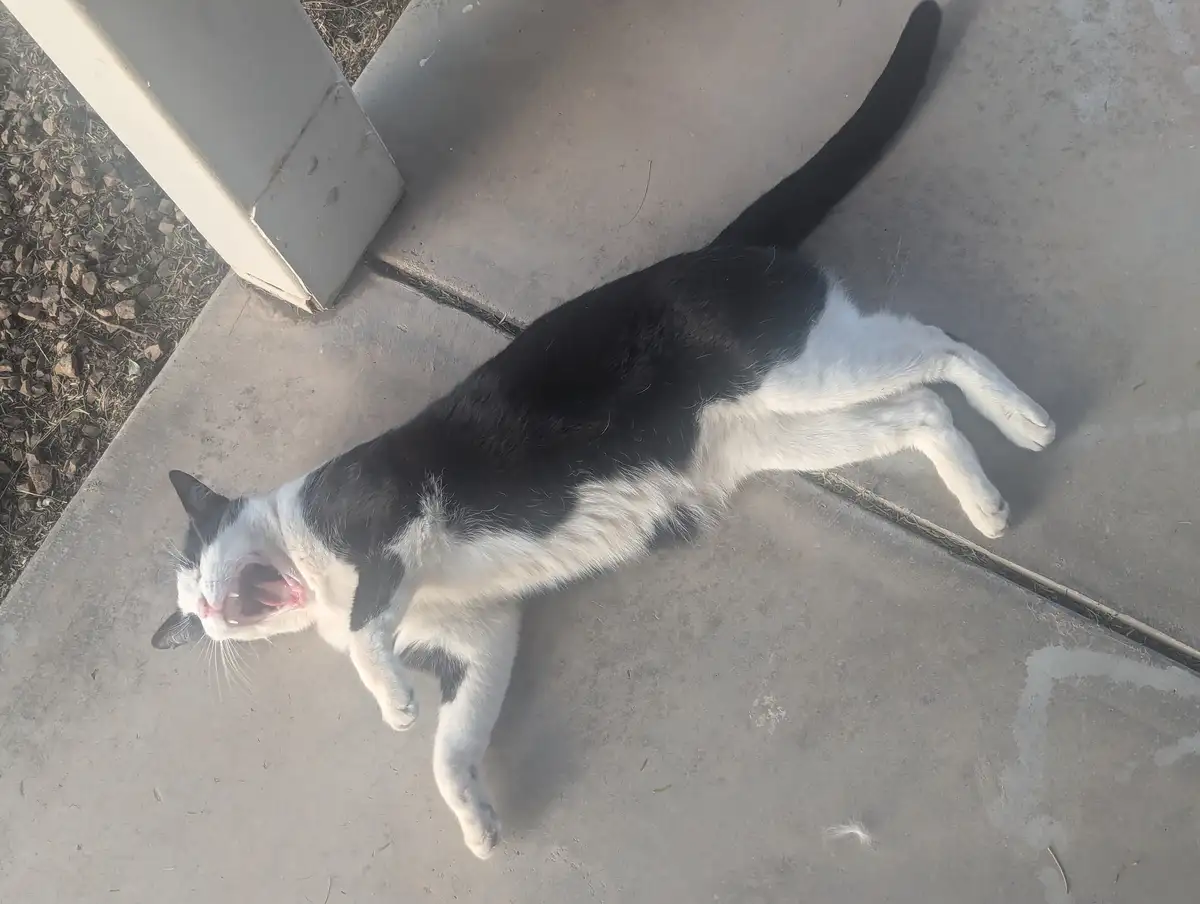 A black and white cat is lying on its back on a concrete surface, stretching with its mouth wide open in a yawn. The cat's…