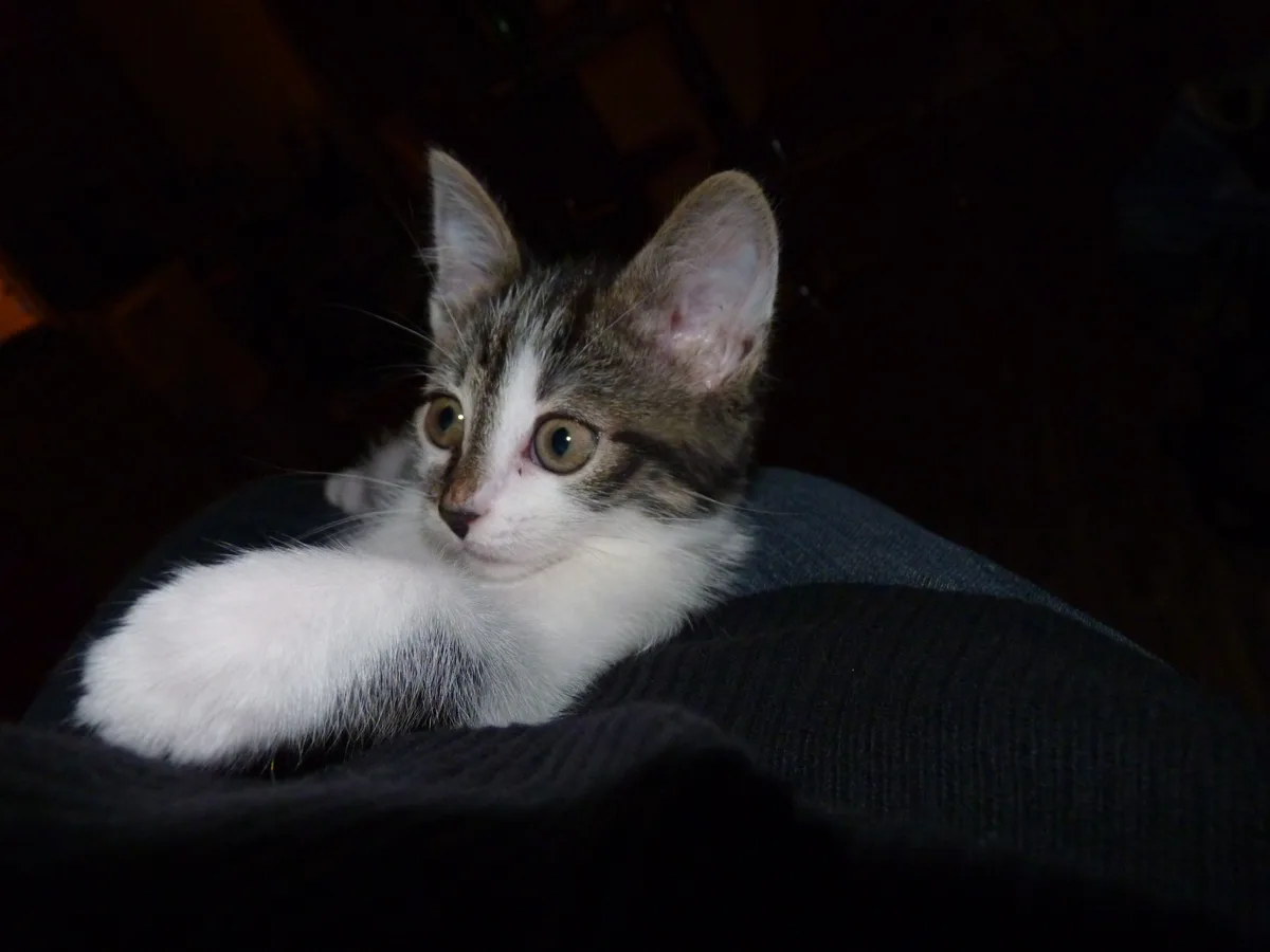 A small tabby and white kitten with large, round green eyes is resting on a dark, textured surface, possibly a person's lap…