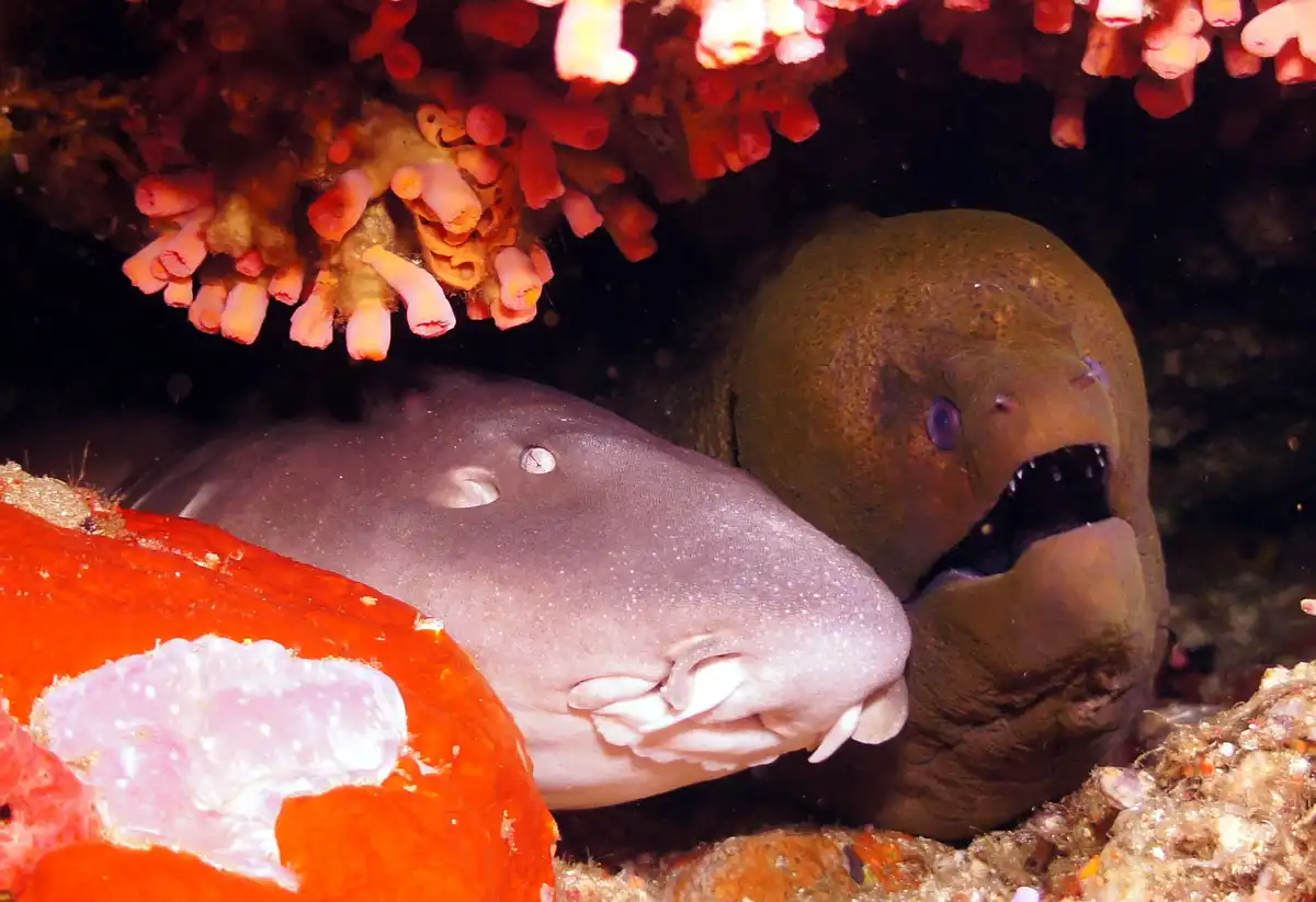 A close-up underwater photo shows a small, pale shark with a calm expression and a large, dark moray eel with its mouth open…
