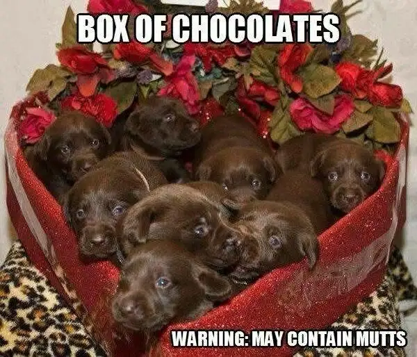 A heart-shaped red glittery box filled with numerous small brown puppies, surrounded by red and green artificial flowers…