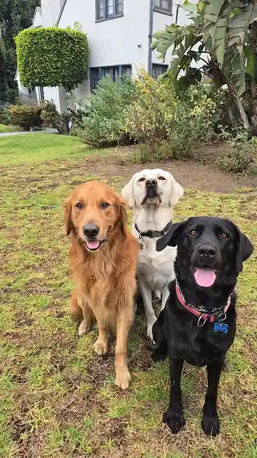 Three dogs—a golden retriever, a yellow lab, and a black lab—are sitting together on grass in front of a house with bushes…