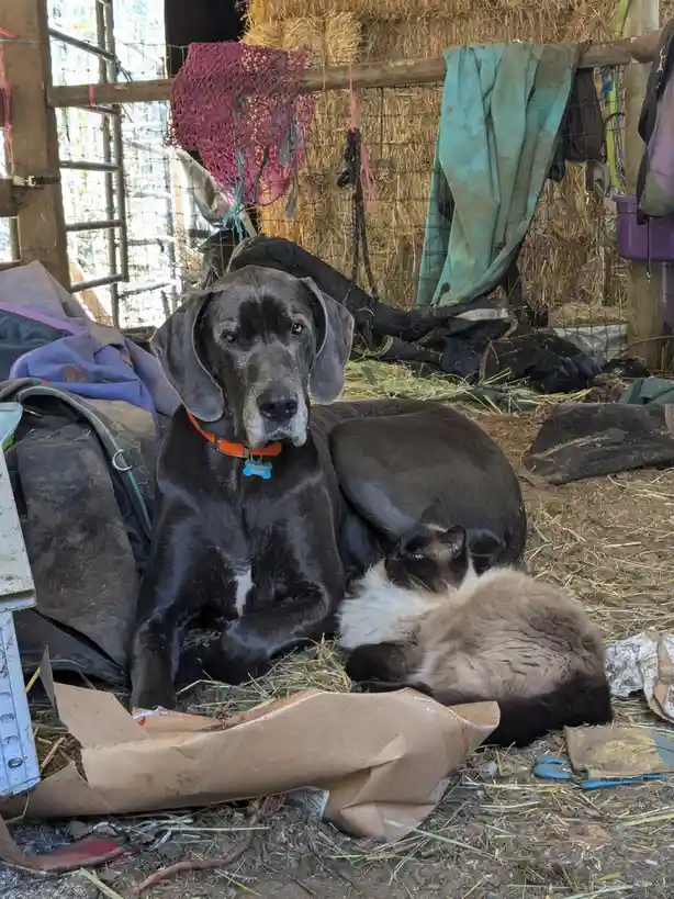 A large black dog with an orange collar sits calmly on hay in a rustic barn, looking directly at the camera, while a small…