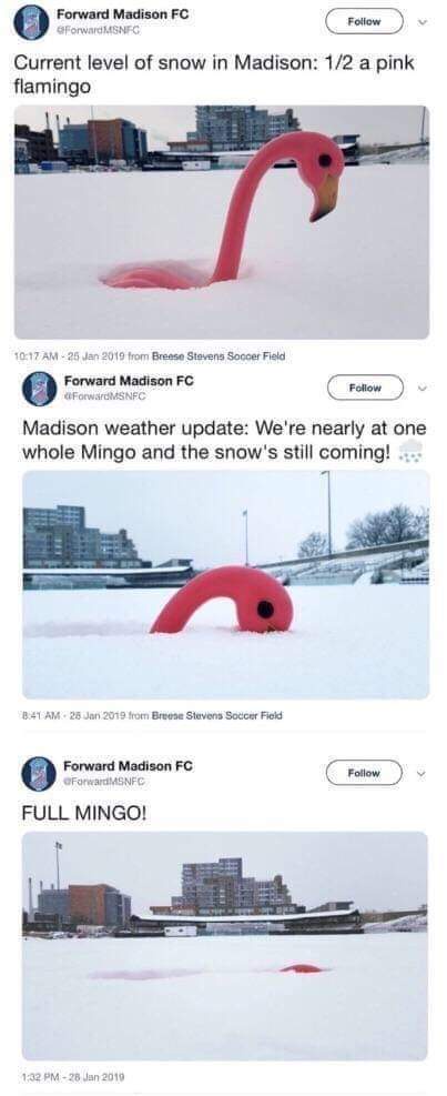 Three tweets from 'Forward Madison FC' show a pink flamingo lawn ornament progressively buried in snow. The first tweet says…