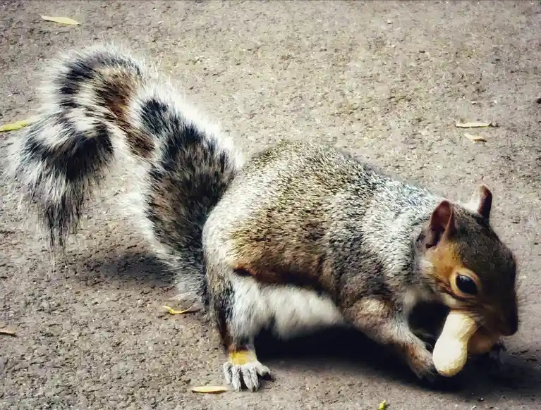 A Curious Squirrel Spotted!