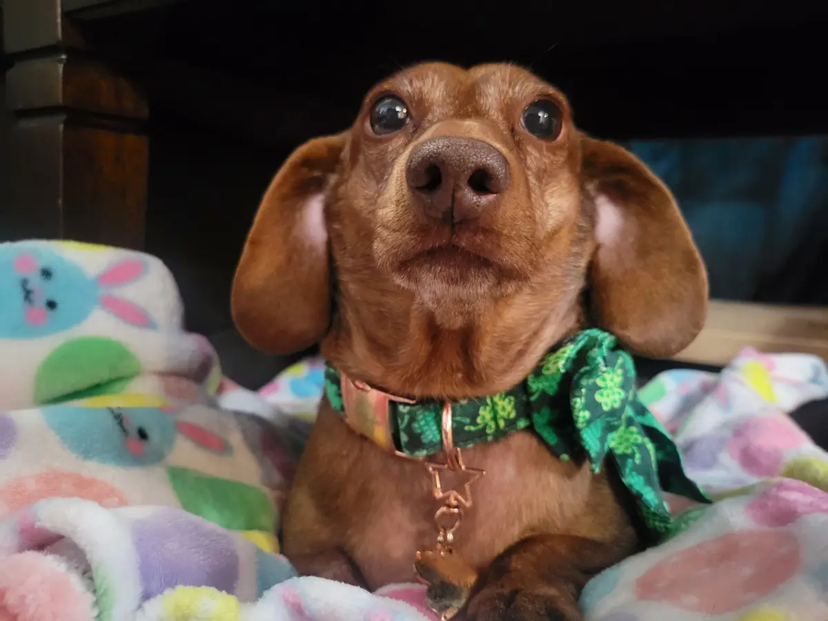 A close-up of a brown dachshund with large, expressive eyes looking upward, wearing a green shamrock-patterned bow tie on a…