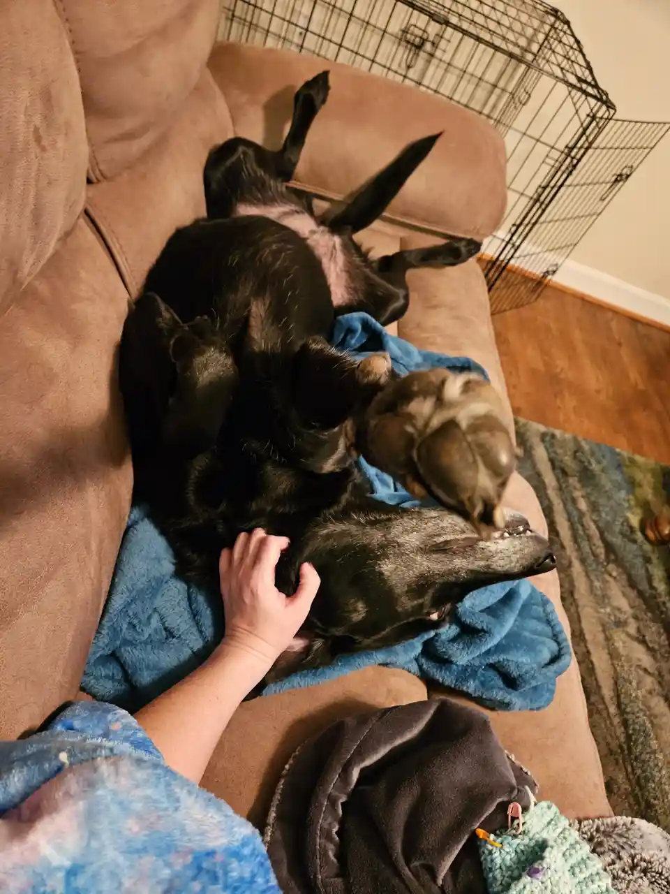 A black dog with a grey muzzle lies on its back on a brown couch, belly exposed, while a person's hand pets its neck. The…