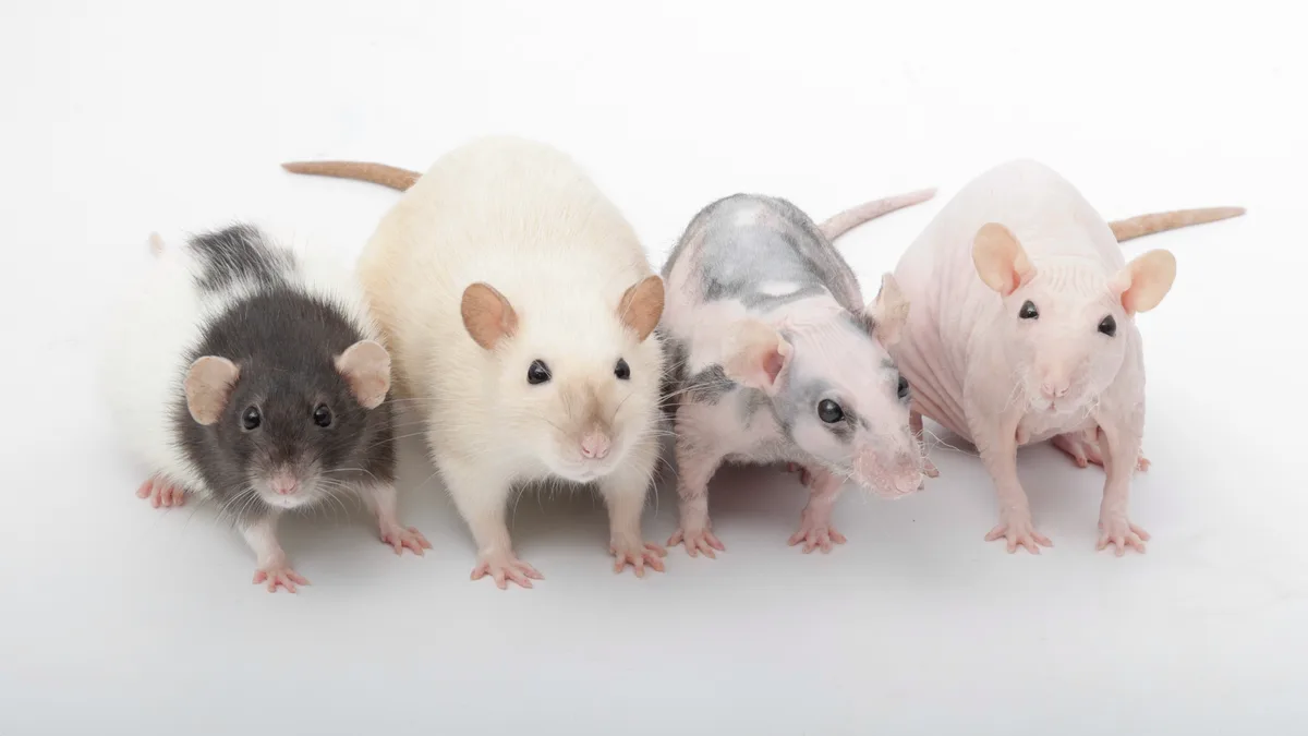 Four rats of varying appearances — one black and white, one solid white, one partially hairless with grey patches, and one…
