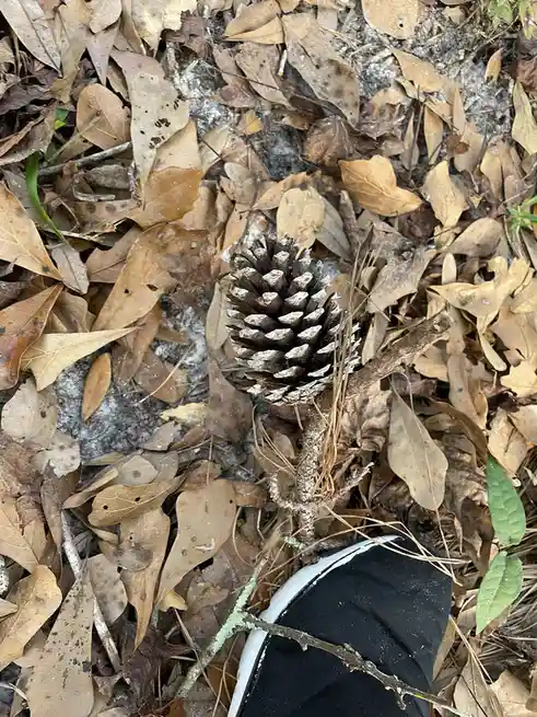 A close-up photo shows a brown pine cone with white-tipped scales lying on a bed of dry, brown leaves and dirt. The bottom…