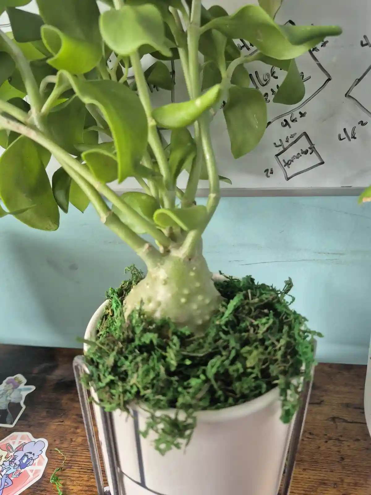 A close-up photo of a potted plant with a thick, bulbous stem and green leaves, sitting in a white pot filled with green…