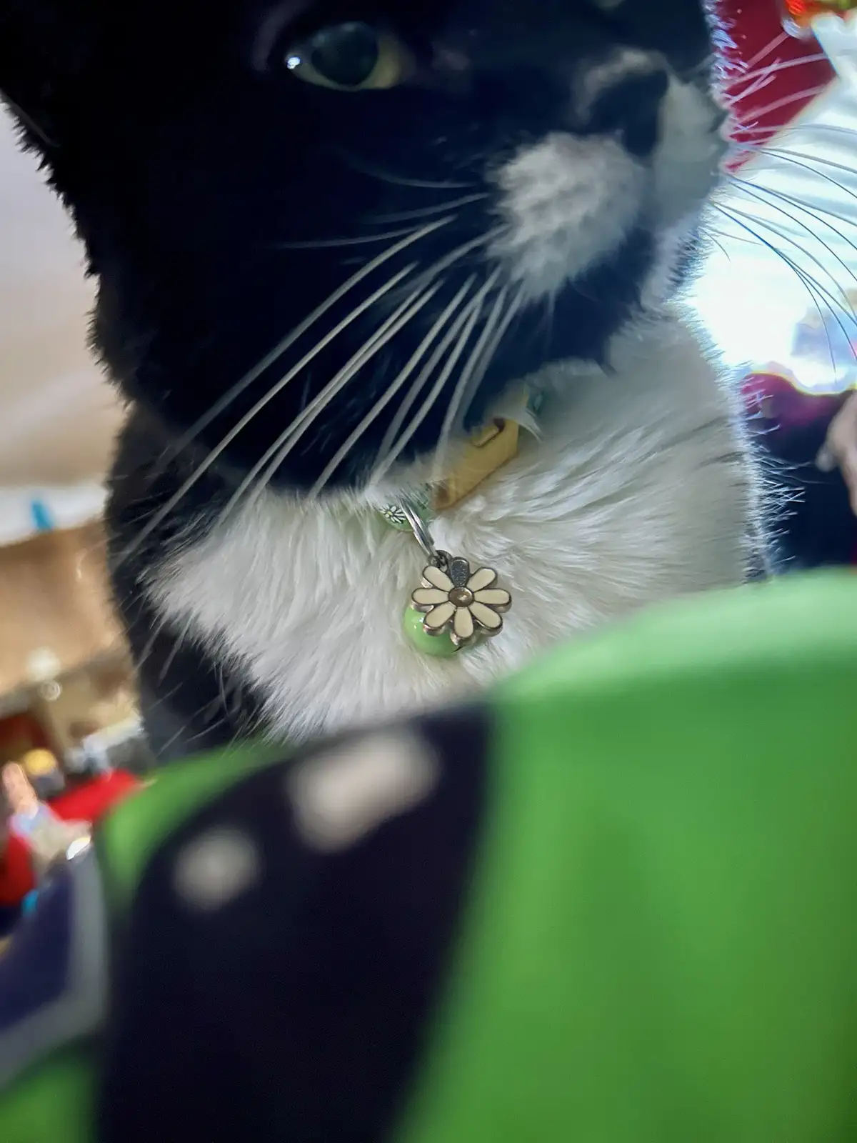 A close-up photo shows a black-and-white cat with a daisy-shaped charm on its collar, looking directly at the camera while a…