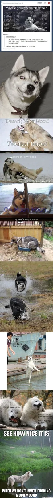 A collage of images featuring a Siberian Husky named 'Moon Moon' in various humorous situations, overlaid with text that…