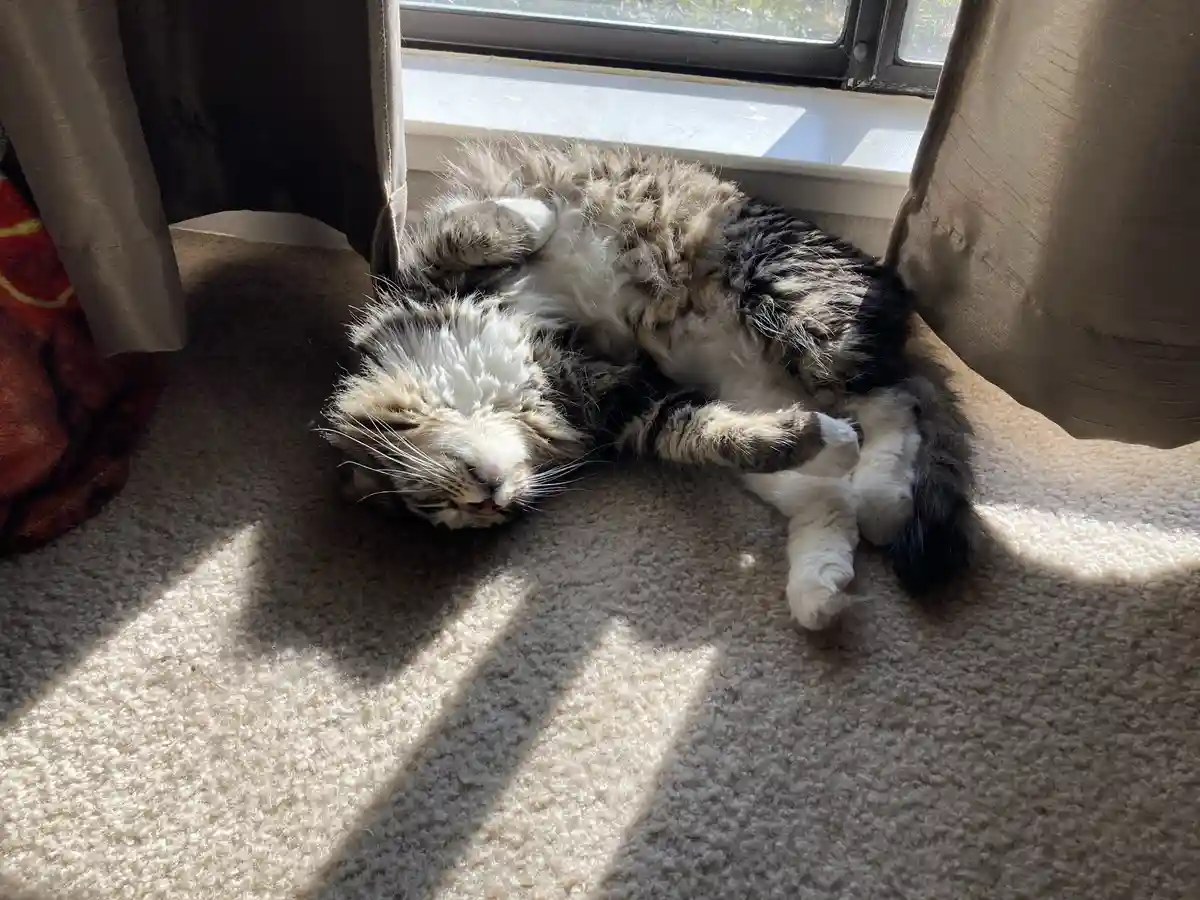 A fluffy, long-haired tabby cat with white paws and chest is lying on its back on a beige carpet, seemingly asleep or…