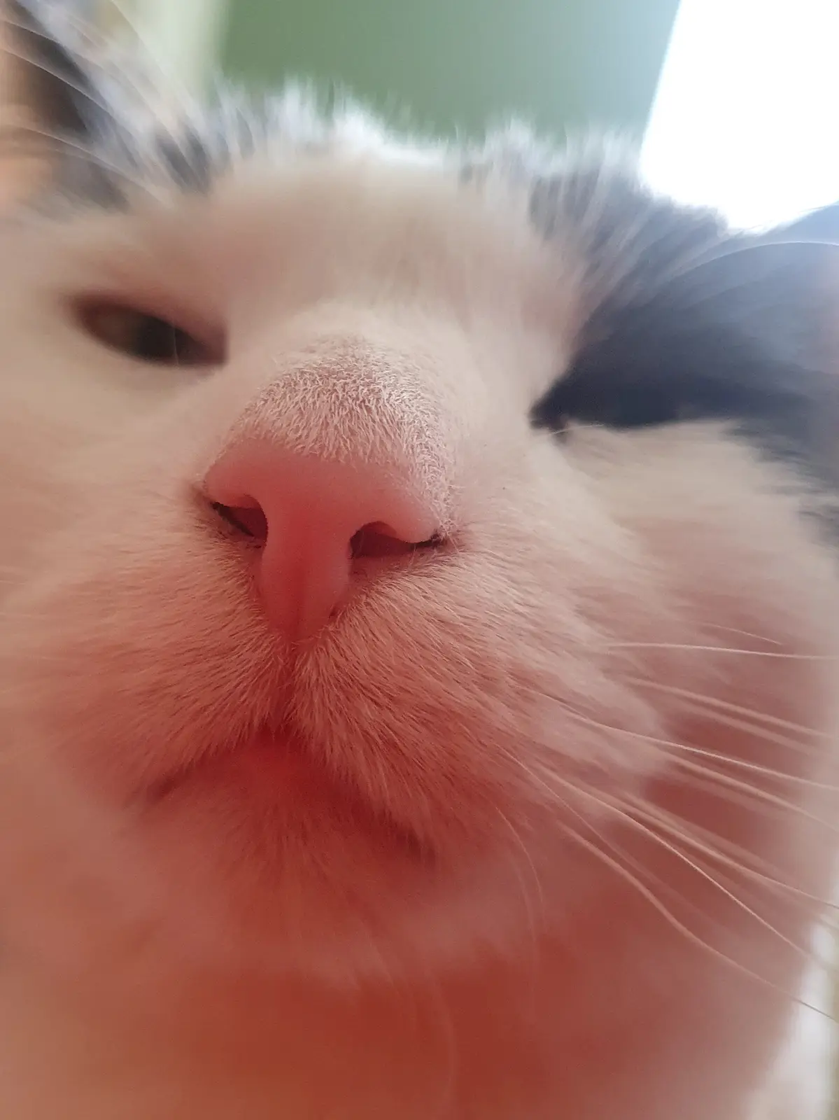 A close-up photo of a white and grey cat's face, with one eye half-closed and its pink nose prominent, conveying a sleepy or…