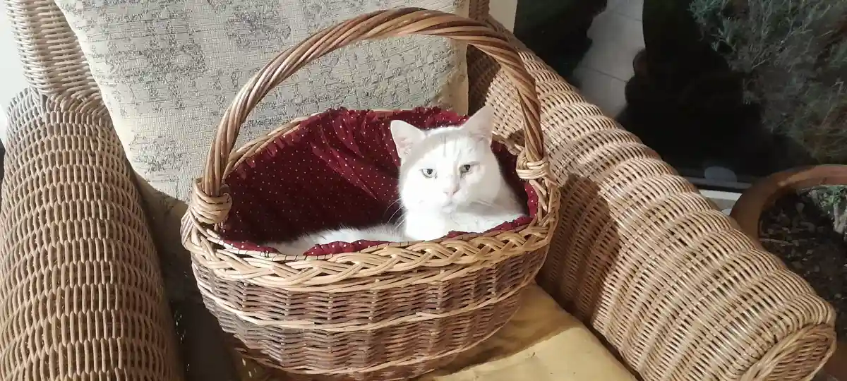 Adorable Cloud: A Fluffy Delight