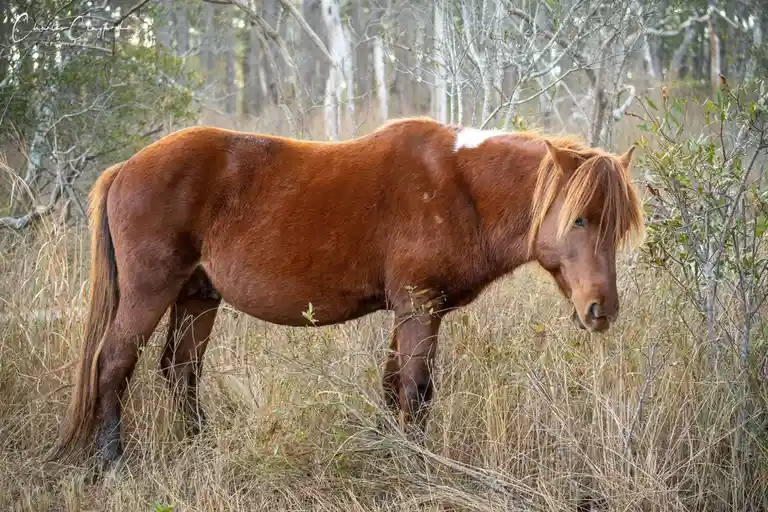 A brown horse with a white patch on its back stands in tall, dry grass in a wooded area, looking slightly downward. The…