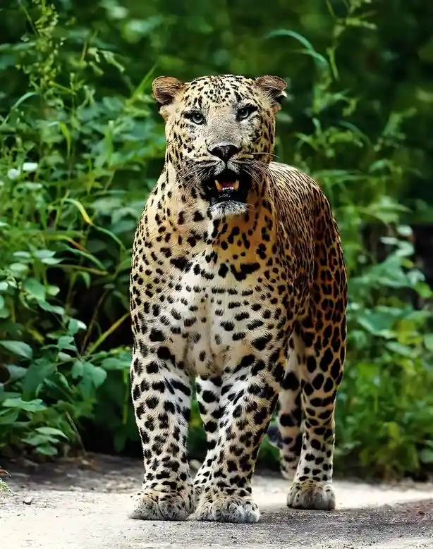 A close-up photograph shows a large leopard standing on a dirt path, facing the camera with its mouth slightly open…