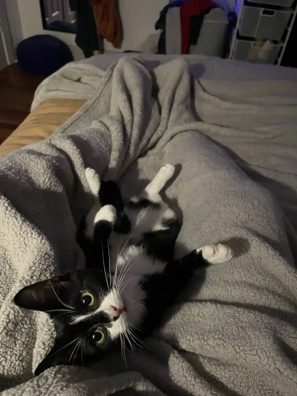 A black and white cat lies on its back on a gray blanket, paws up, looking directly at the camera with wide, innocent eyes…