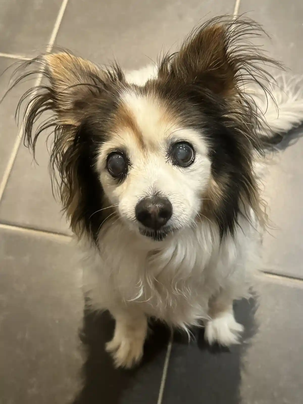 A small, fluffy dog with large, expressive eyes and messy, dark and white fur looks up directly at the camera with a…