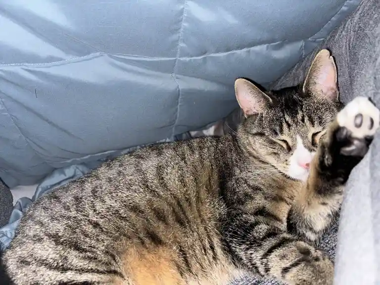 A tabby cat with a white muzzle and paws is curled up sleeping on a gray fabric surface, one paw raised with its pink pads…