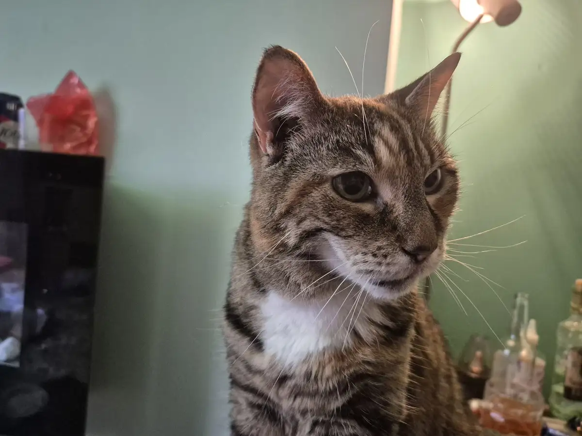 A close-up photo of a tabby cat with a white chest, looking off to the side with a bored or unimpressed expression. The…